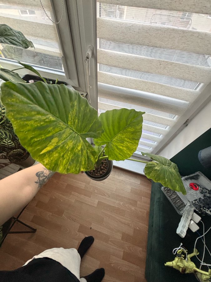 Alokazja Black Velvet pink , Gageana Aurora , Frydek Variegata , Gageana Ghost , 4