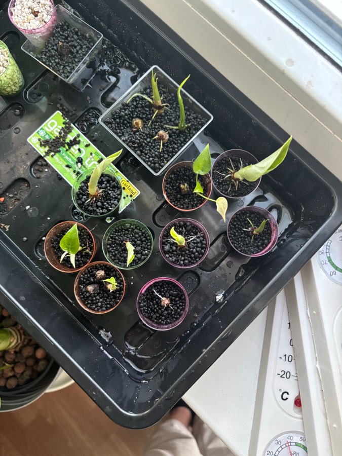 Alokazja Black Velvet pink , Gageana Aurora , Frydek Variegata , Gageana Ghost , 3