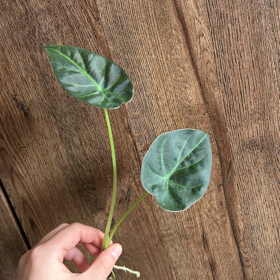 Alocasia Regał Shield