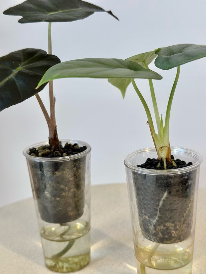 Alokazje: dwa maluchy. Zestaw 3