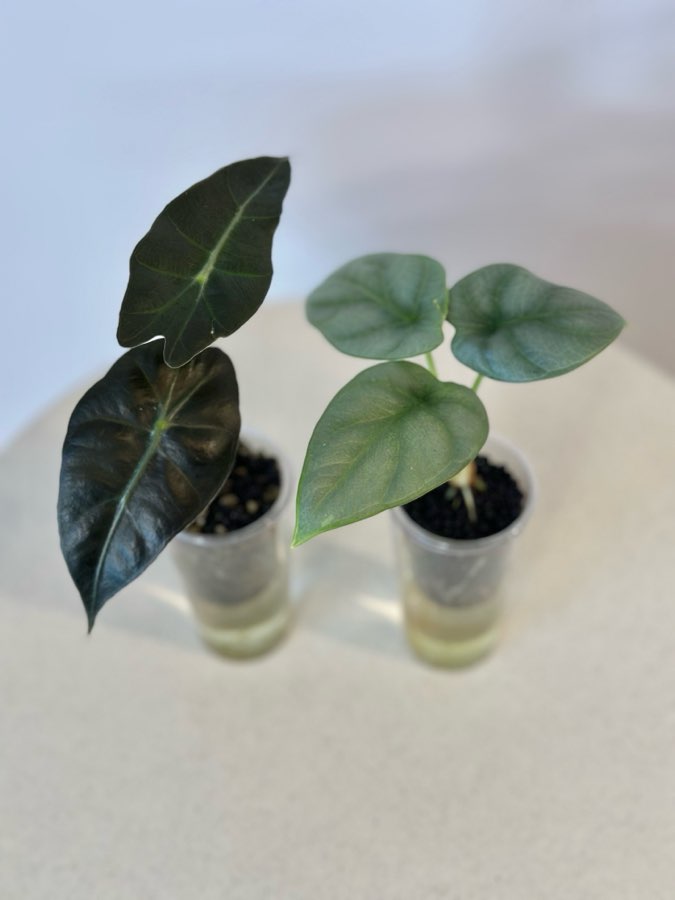 Alokazje: dwa maluchy. Zestaw 2