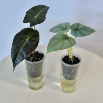 Alokazje: dwa maluchy. Zestaw