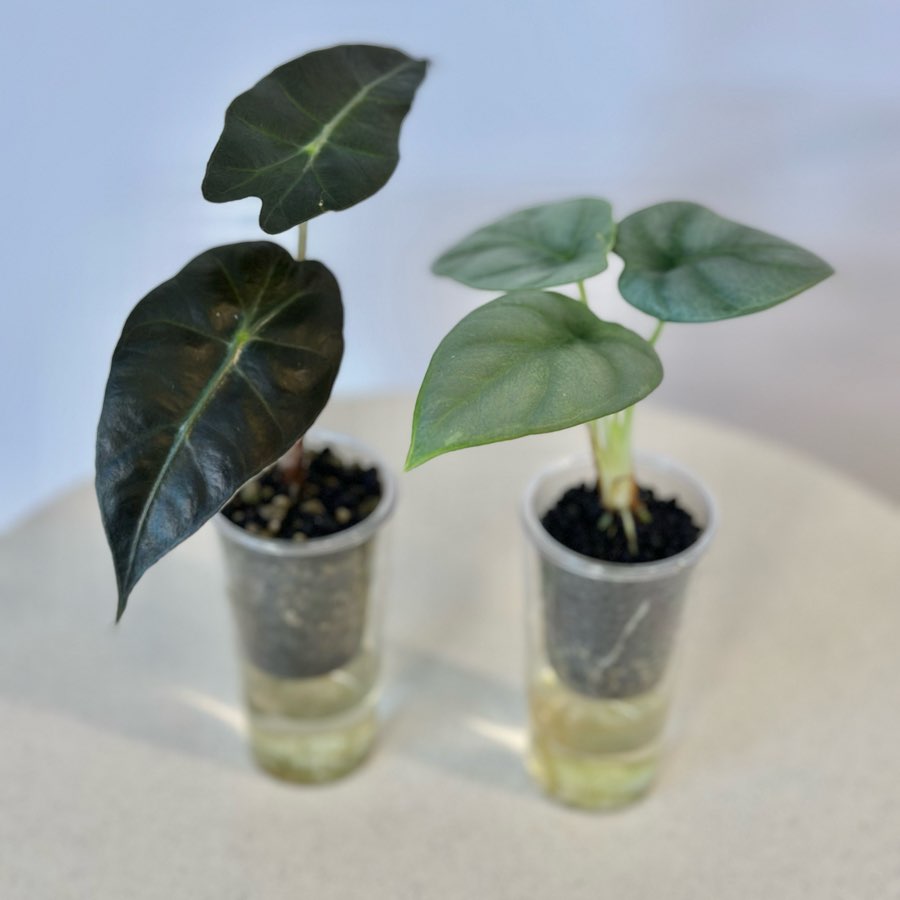 Alokazje: dwa maluchy. Zestaw