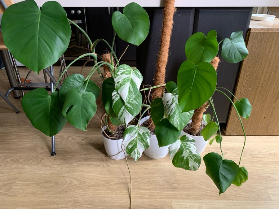 Monstera Deliciosa/Variegata 2