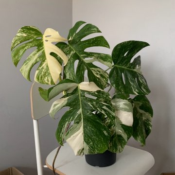 Monstera Deliciosa/Variegata