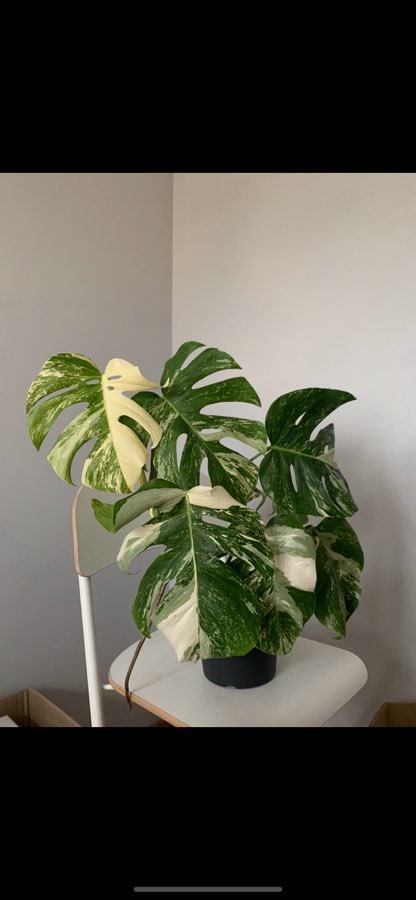 Monstera Deliciosa/Variegata 3