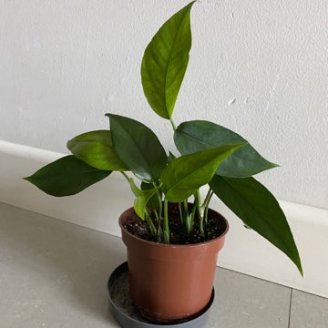 Epipremnum cebu blue