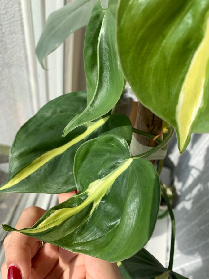 Philodendron cream splash 2