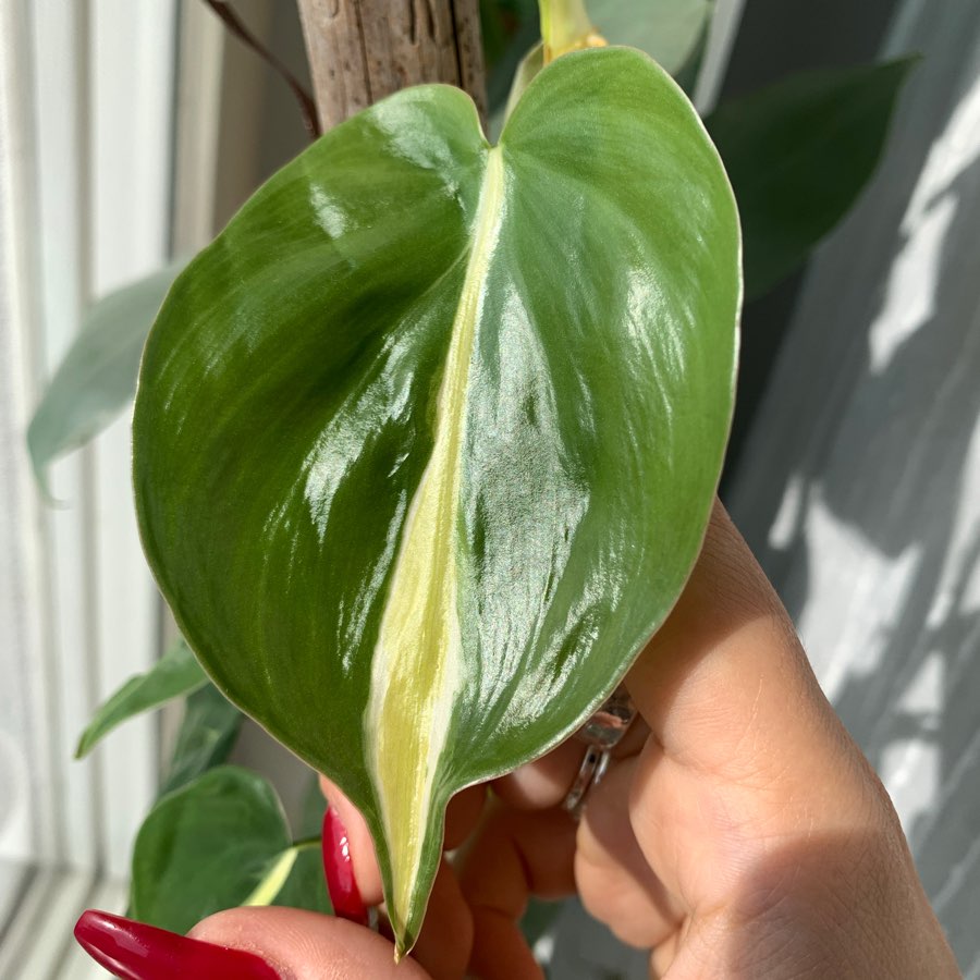 Philodendron cream splash