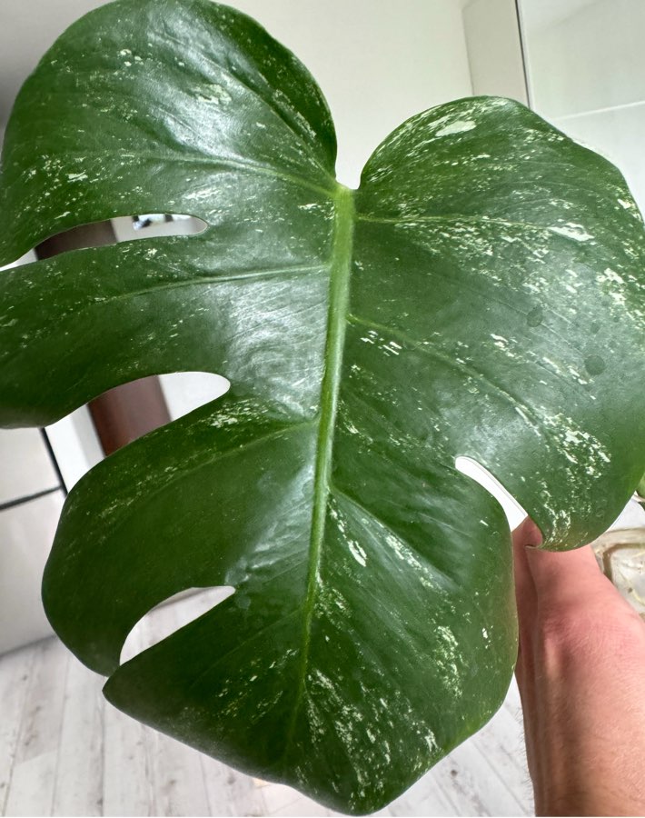 Monstera wariegata