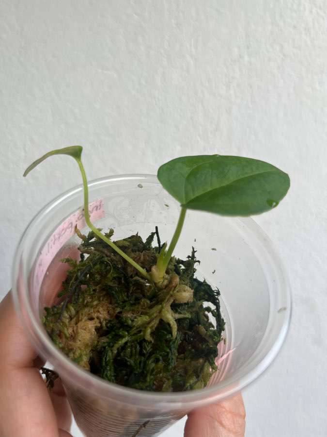 Anthurium indo portillea x papillilaminum elongated 3