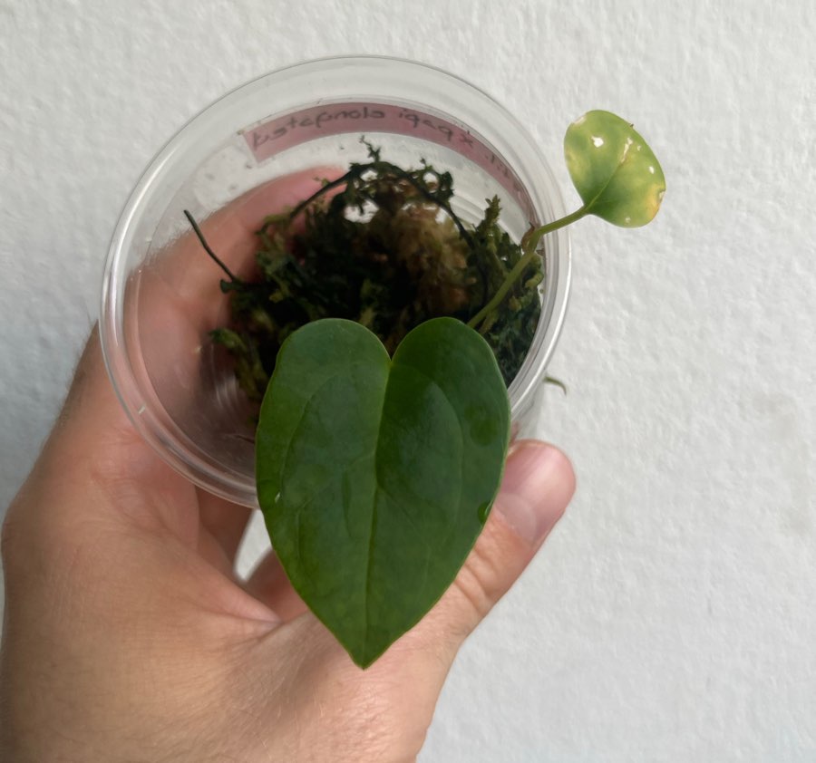 Anthurium indo portillea x papillilaminum elongated