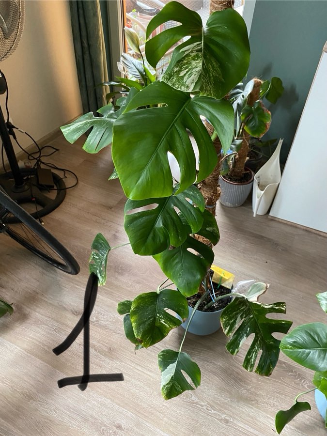 Monstera variegata 2