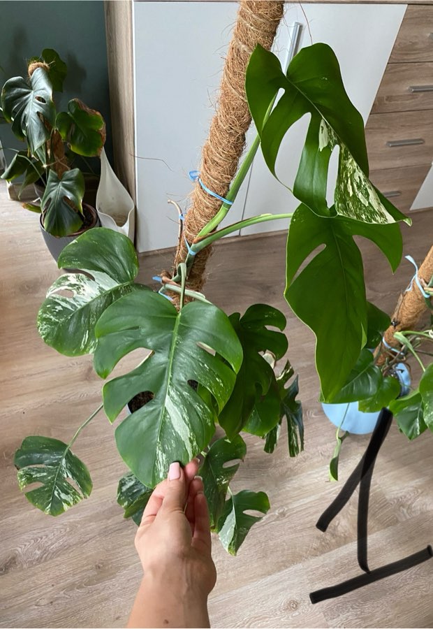 Monstera variegata