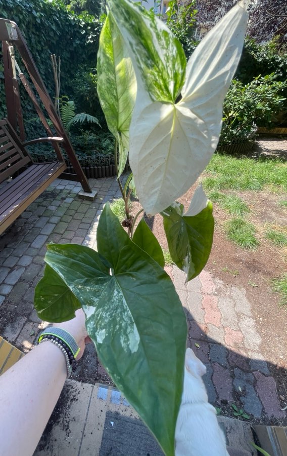 Syngonium Esmerald Gem 2