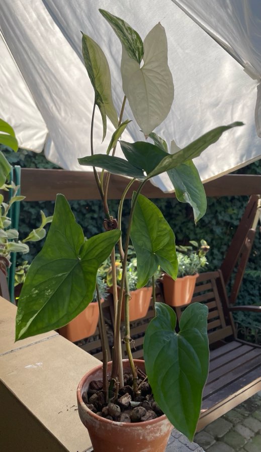Syngonium Esmerald Gem 3