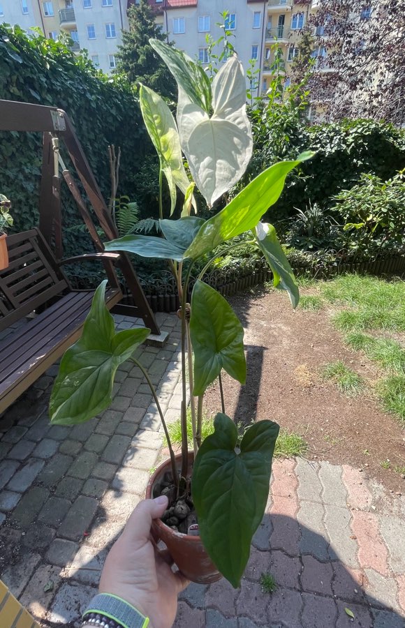 Syngonium Esmerald Gem 4