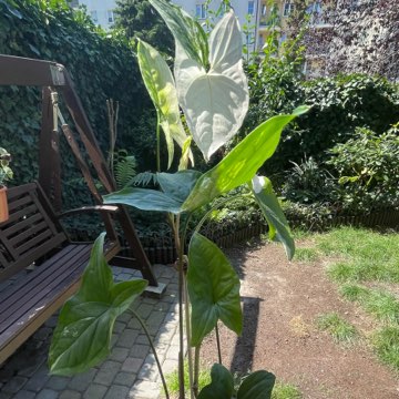 Syngonium Esmerald Gem