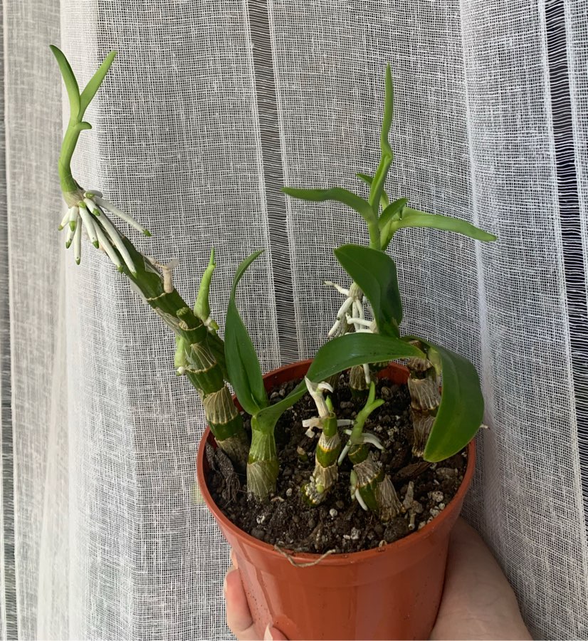 Dendrobium
