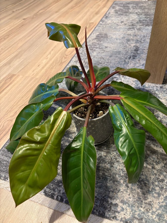 Filodendron „Prince of Orange” 2