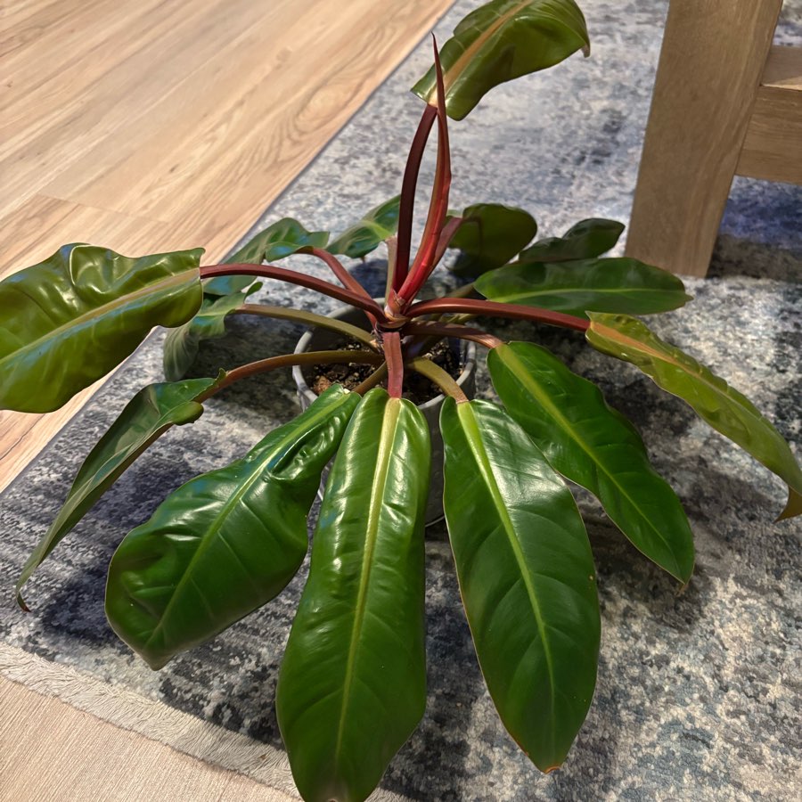 Filodendron „Prince of Orange”