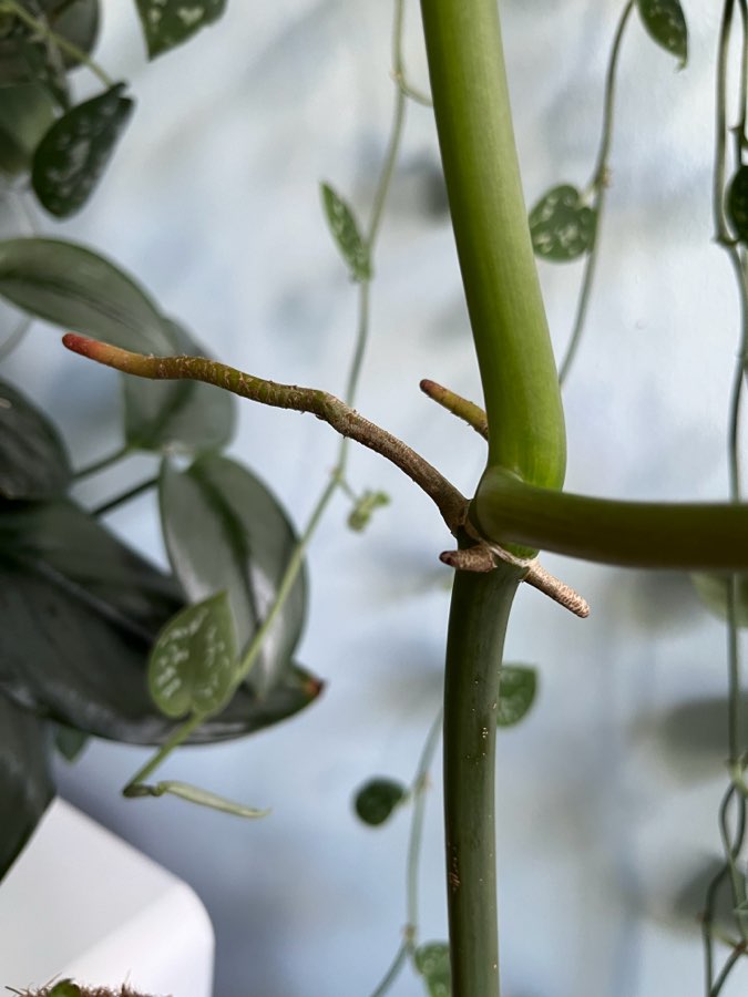 Philodendron Paraiso Verde 2