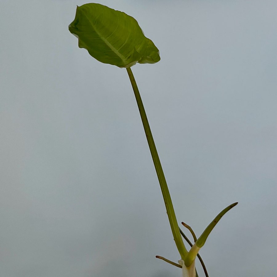 Philodendron Paraiso Verde