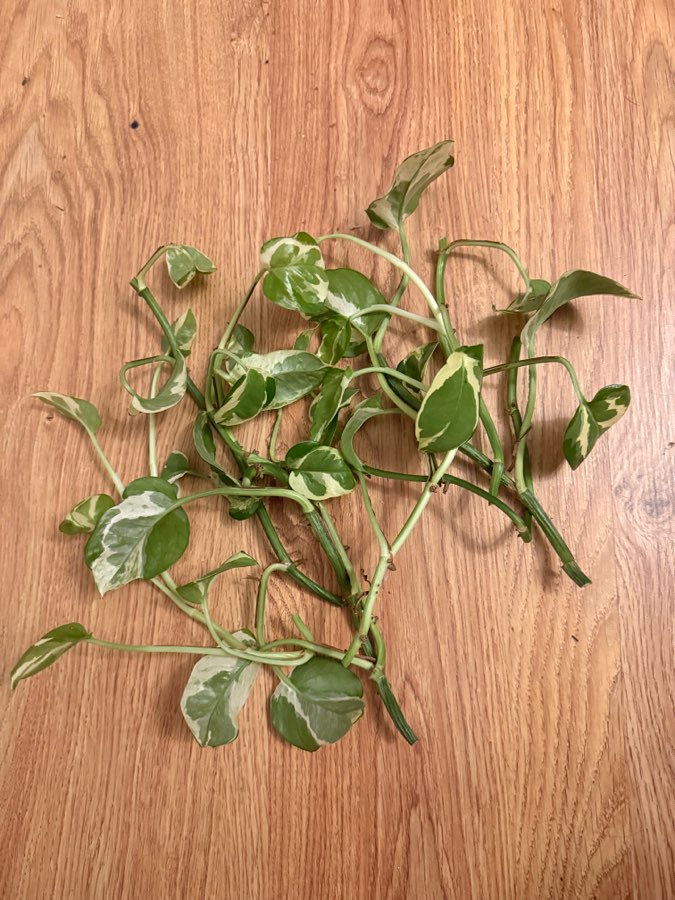 Epipremnum sadzonki nieukorzenione 4