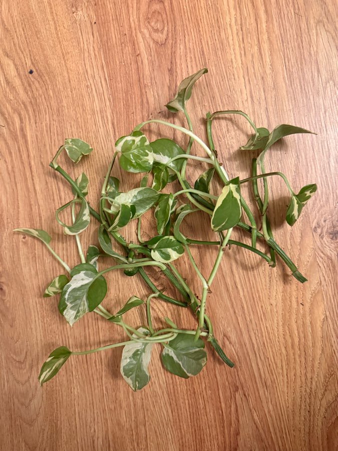 Epipremnum sadzonki nieukorzenione 2
