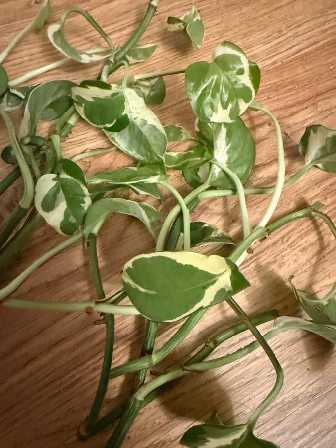 Epipremnum sadzonki nieukorzenione 5