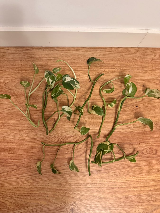 Epipremnum sadzonki nieukorzenione 3