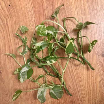 Epipremnum sadzonki nieukorzenione