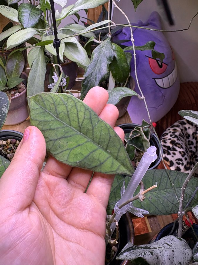 Hoja sp. Sabah hoja 2