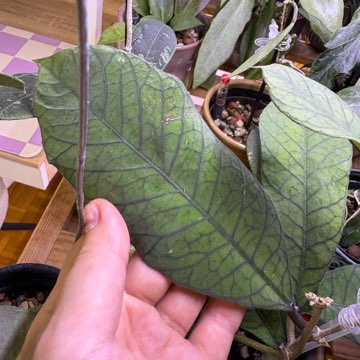 Hoja sp. Sabah hoja