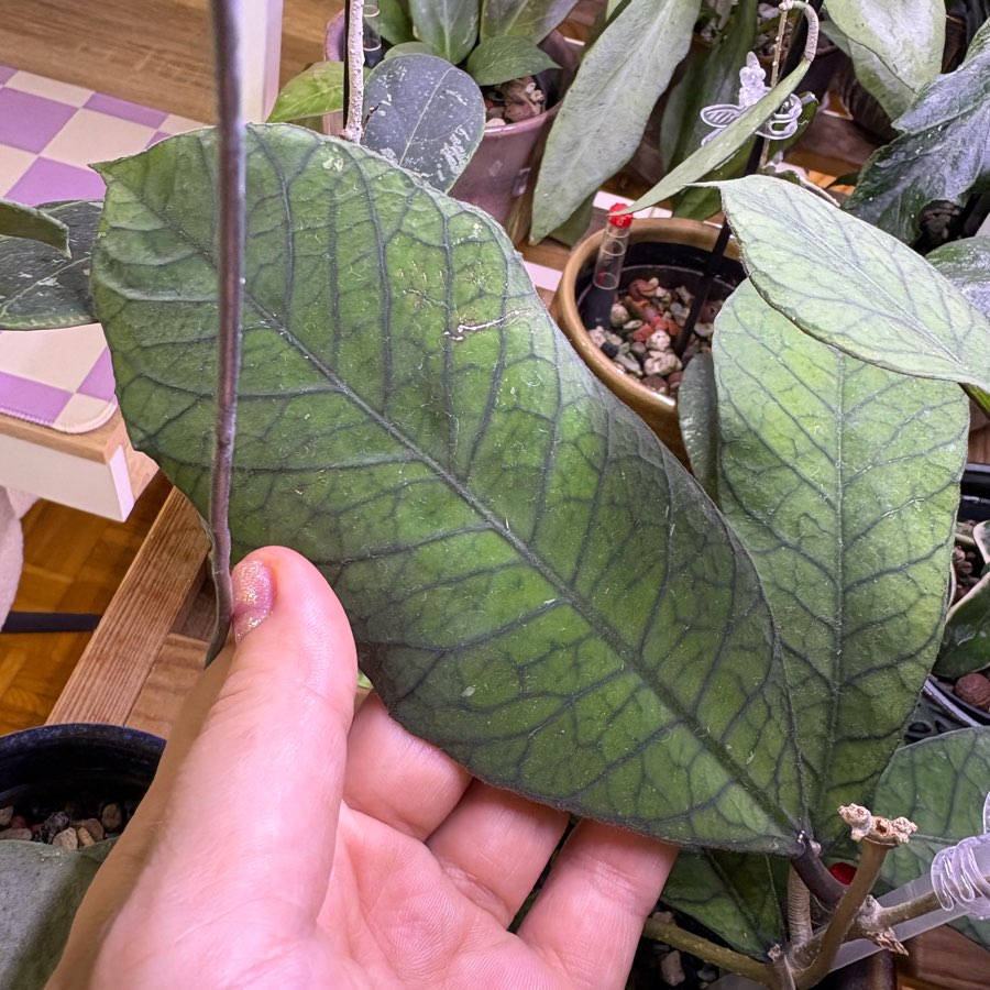 Hoja sp. Sabah hoja