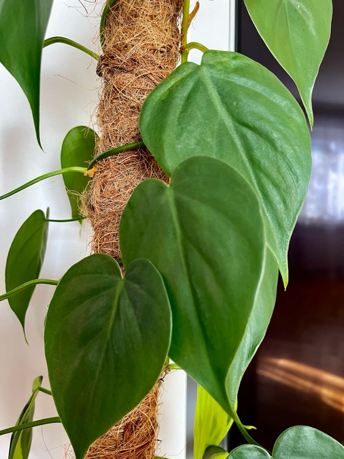 Filodendron scandens 1cw 2