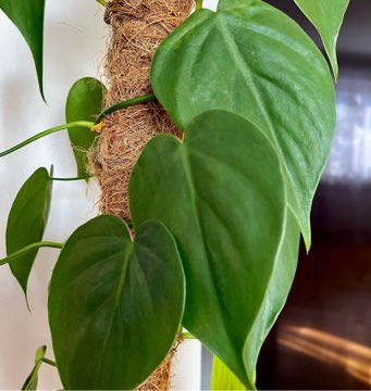 Filodendron scandens 1cw