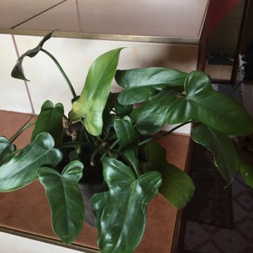 Philodendron