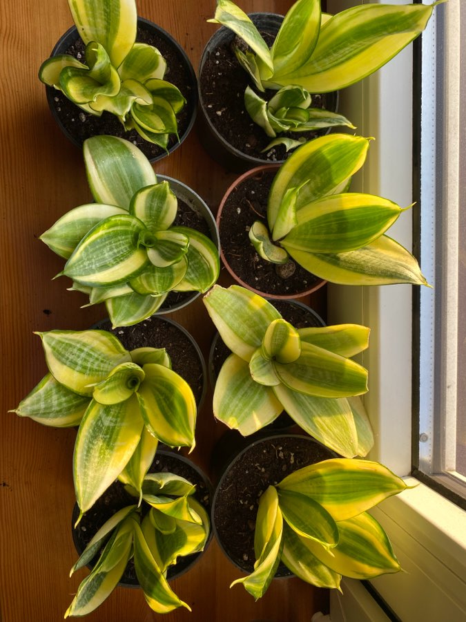Sansevieria trifasciata Hahnii 3