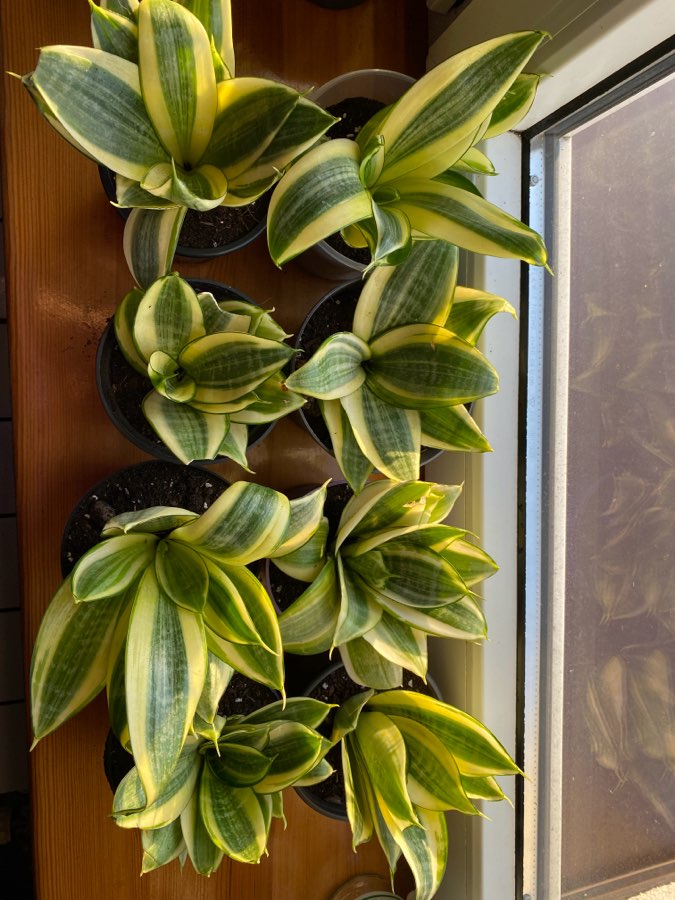 Sansevieria trifasciata Hahnii 5