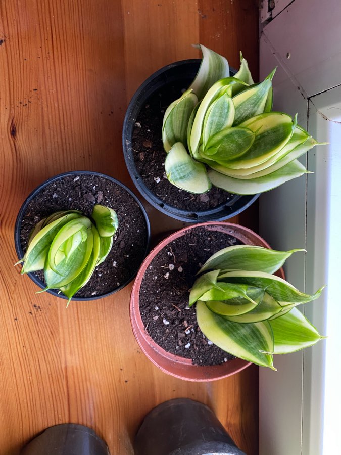 Sansevieria trifasciata Hahnii 2
