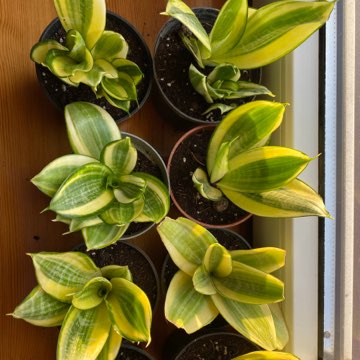 Sansevieria trifasciata Hahnii
