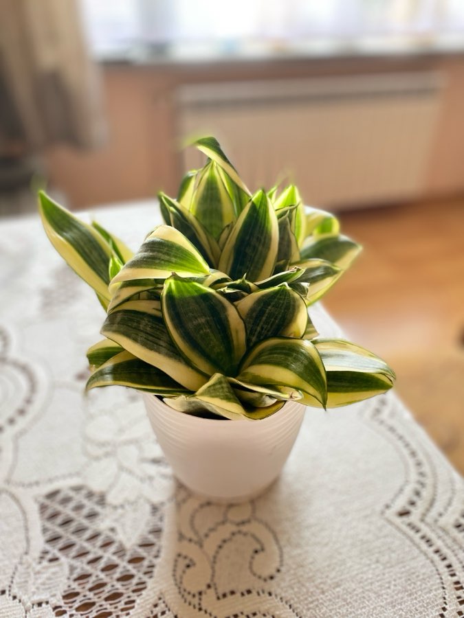 Sansevieria trifasciata Hahnii 4