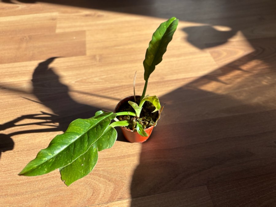 Philodendron ring on fire 2