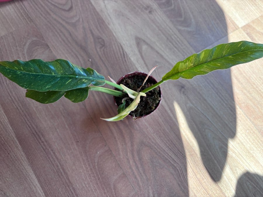 Philodendron ring on fire 3