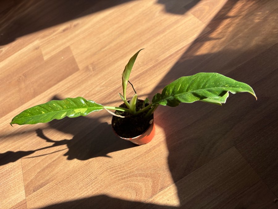 Philodendron ring on fire