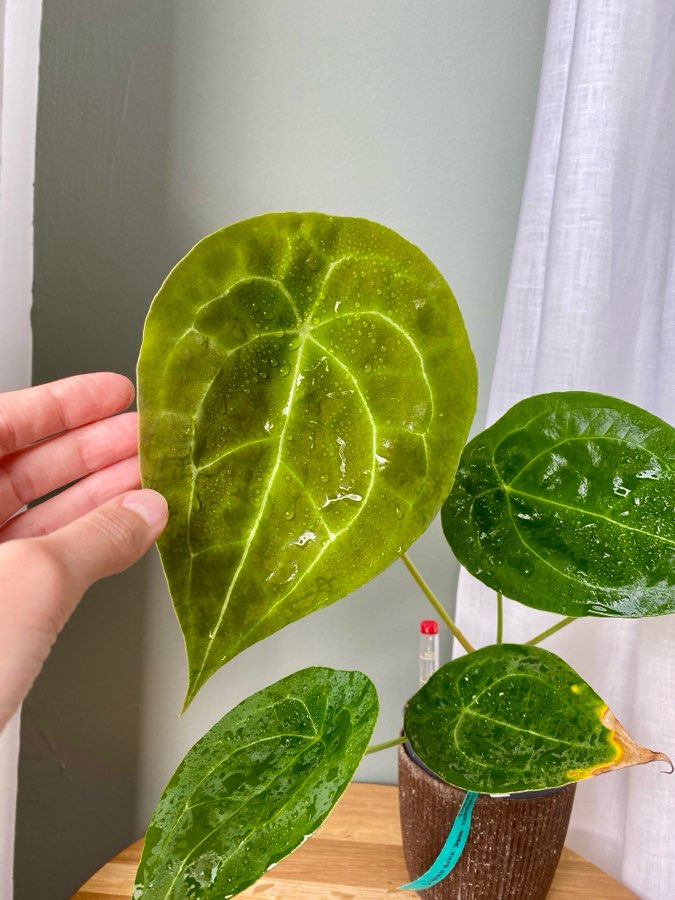 Anthurium Forgetii Dark White Stripes 2