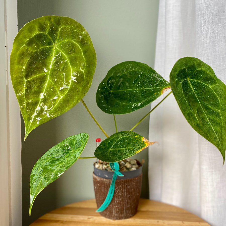 Anthurium Forgetii Dark White Stripes