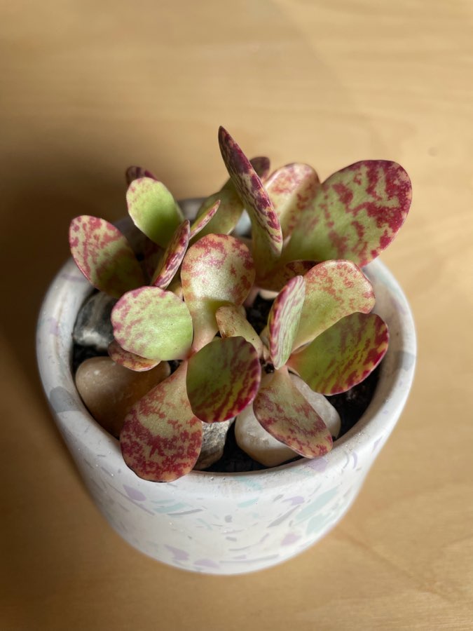 Kalanchoe humilis 2