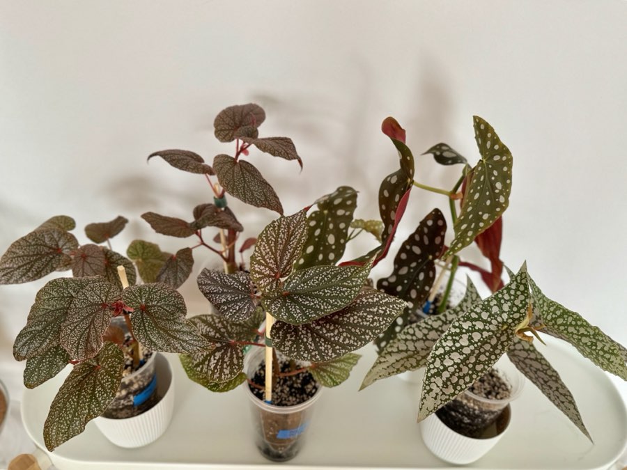 Begonia Polka dot Pink 3